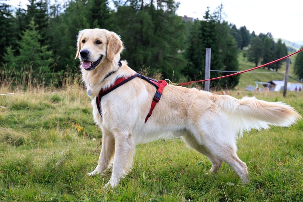 LWBMG Leather Dog Leash - 6ft x 1/2 inch Heavy Duty, Braided, Comfortable Leash for Large, Medium & Small Dogs - Red