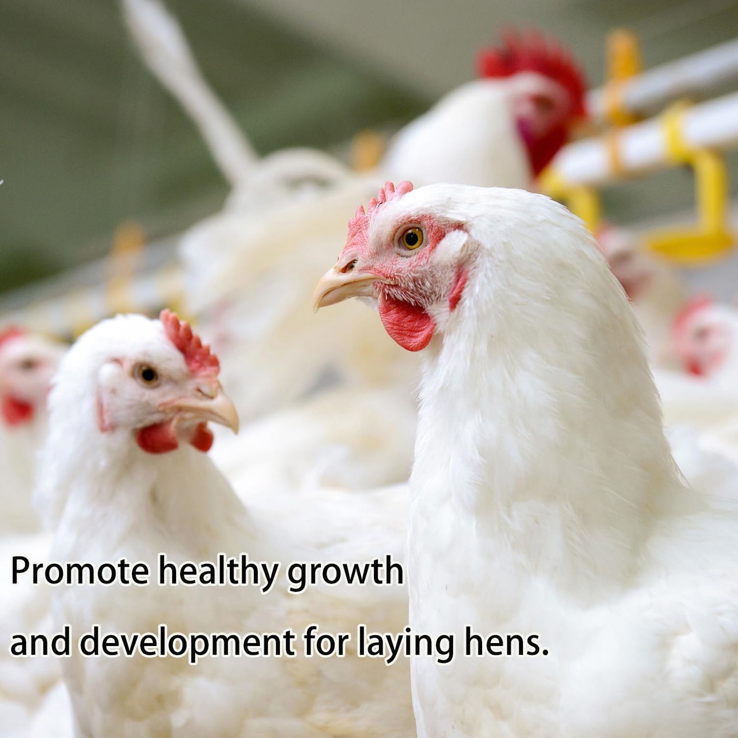 KAYHEN Dried Mealworms for Chickens 10LB Pure Natural Non-GMO High Protein Feed Meal Worms for Laying Hens Wild Birds