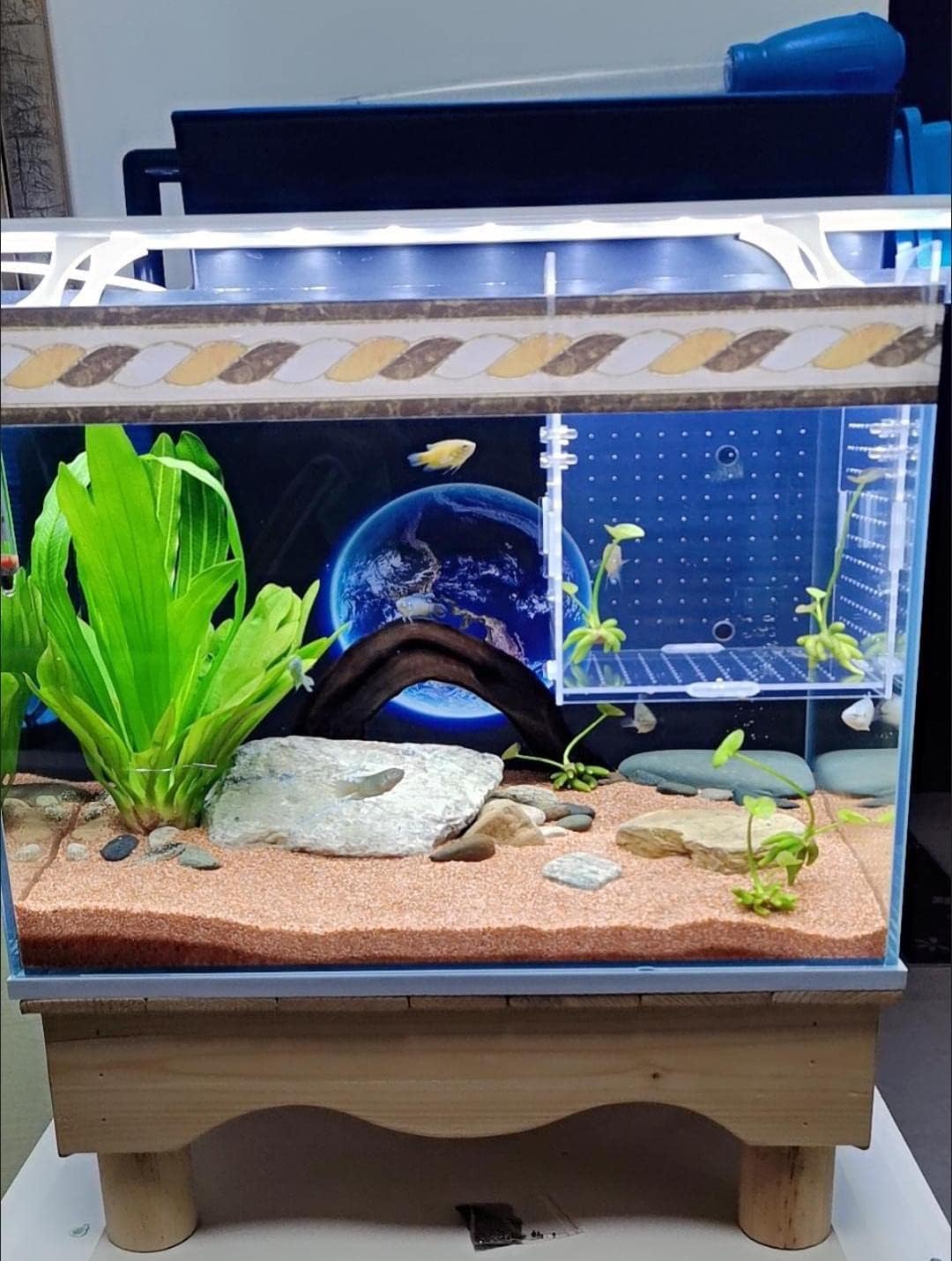 Acrylic Fish breeding Box, Acrylic Fish Isolation Box, Fish Separator for Aquarium, Hatchery Incubator with Suction Cups for Small Baby Fishes Shrimp Clownfish Guppy (5.9 * 5.9 * 5.9inch)