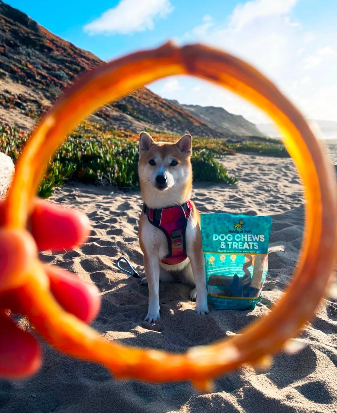 hotspot pets Bully Stick Rings for Dogs - (20 Pack) 4" Premium All Natural Long Twisted Beef Pizzle Dog Chew Treats, Low Odor- Grain Free Fully Digestible Rawhide Alternative -Thick Chew Circles
