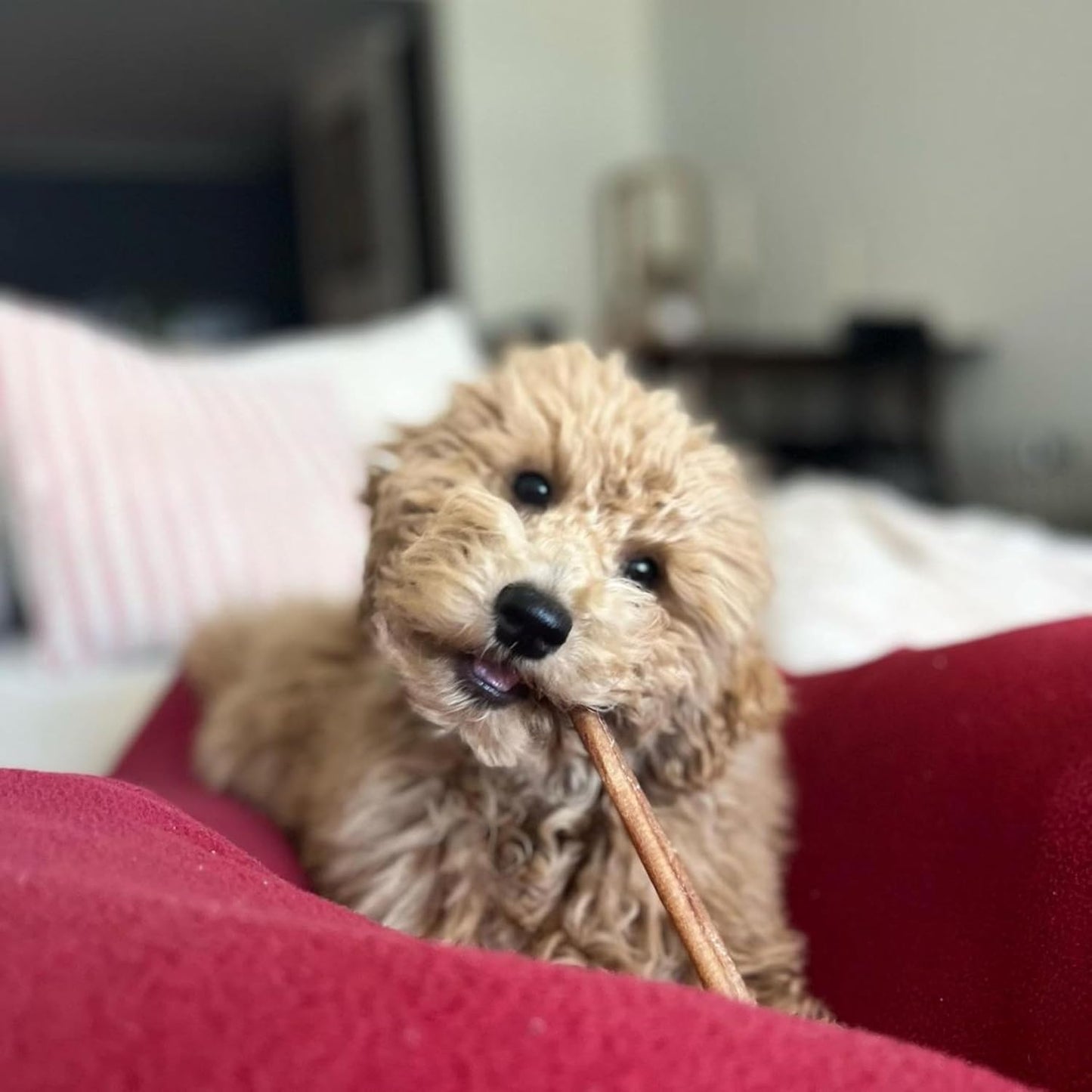 Cadet Bully Sticks for Small Dogs, All-Natural Beef Pizzle, Rawhide-Free Long-Lasting Dog Chews for Aggressive Chewers, 4 Count