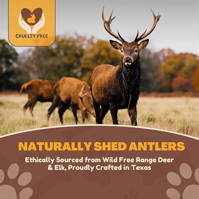 WhiteTail Naturals - Deer Antlers for Large Dogs - (1 Pack - Extra Large) - All Natural Dog Antler- Naturally Shed, Long Lasting Chew Bone, Crafted in USA for Aggressive Chewers