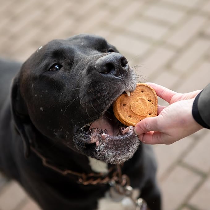 Blue Dog Bakery More Crunch Biscuits Value Size | Large, Bacon, Chicken, Cheese, Peanut Butter | Natural Healthy Dog Treats - 43.2 oz (Pack of 1)