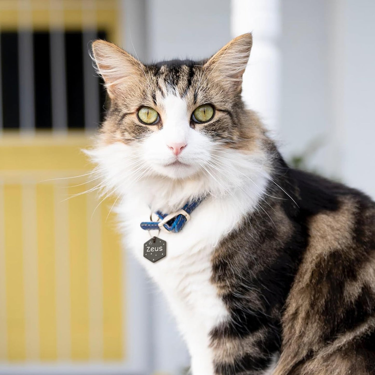 Anavia Small Size Dog Cat ID Tags, Small/XS Personalized Color Plated Stainless Steel Puppy Kitten Name Tags, Customized Engraved Nameplate Pet Collar Tag (Gold, Hexagon)