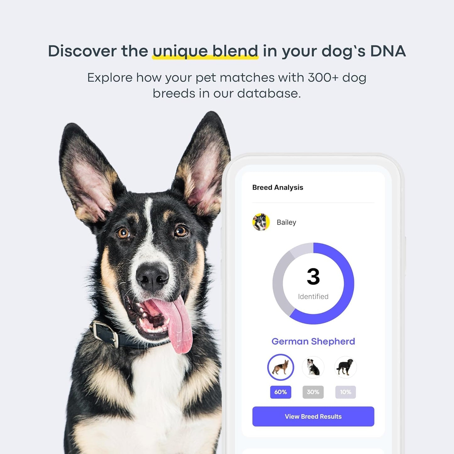 Basepaws Dog DNA Test Kit 2 Pack - 330+ Breeds, 280+ Health Risks, and 30+ Traits - Comprehensive Mixed Breed Identification, Pet DNA Test kit, Canine Genetic Ancestry and Heritage