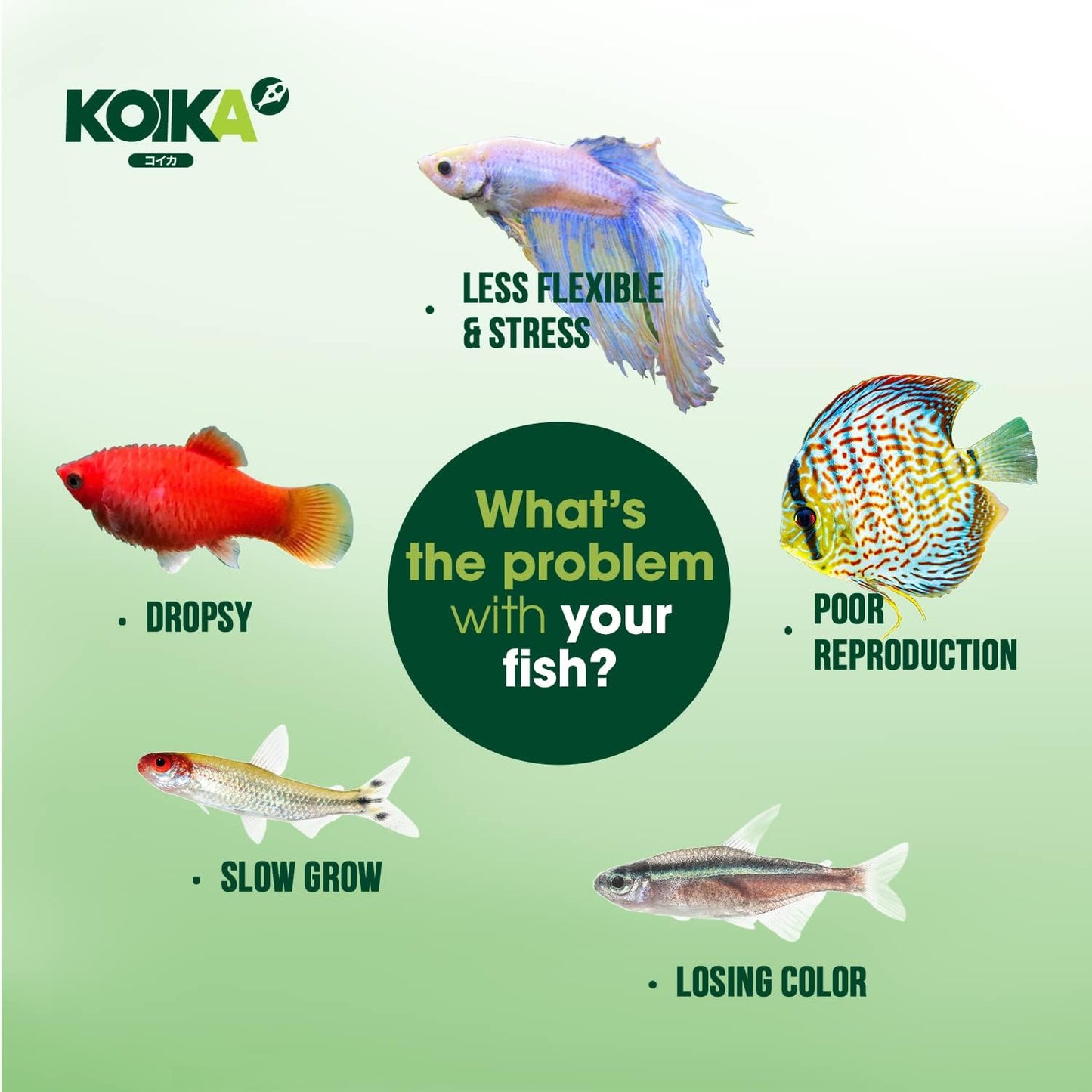 KOIKA BAC+ Powder probiotics, Pleasant Smell, Higher Probiotic, Immunity Boosting, Disease Resistance (BAC+(Powder), 2.82 oz)