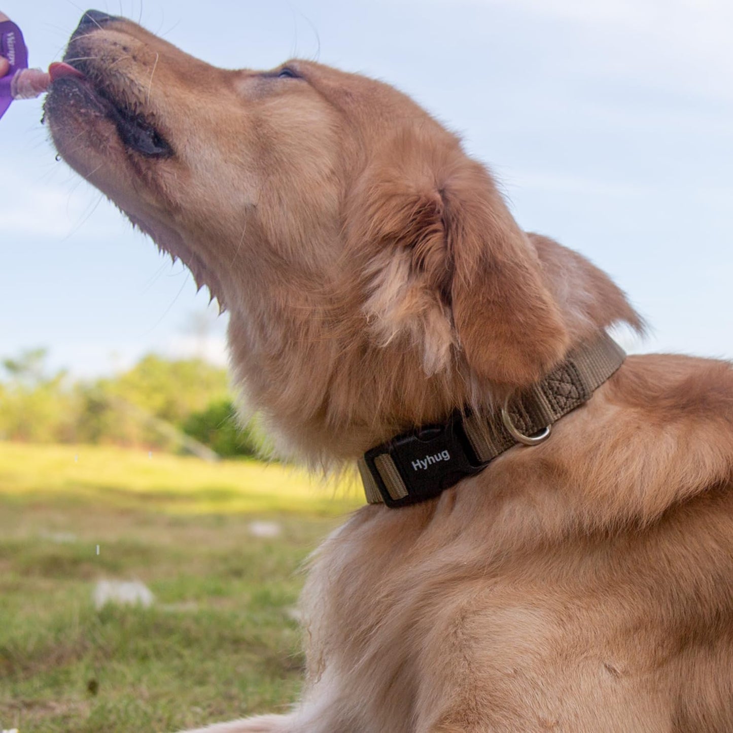 Hyhug Pets Classic Regular Heavy Duty Nylon Dog Basic Collar for Medium Dogs Daily Use Walking Jogging. (Medium, Military Green)