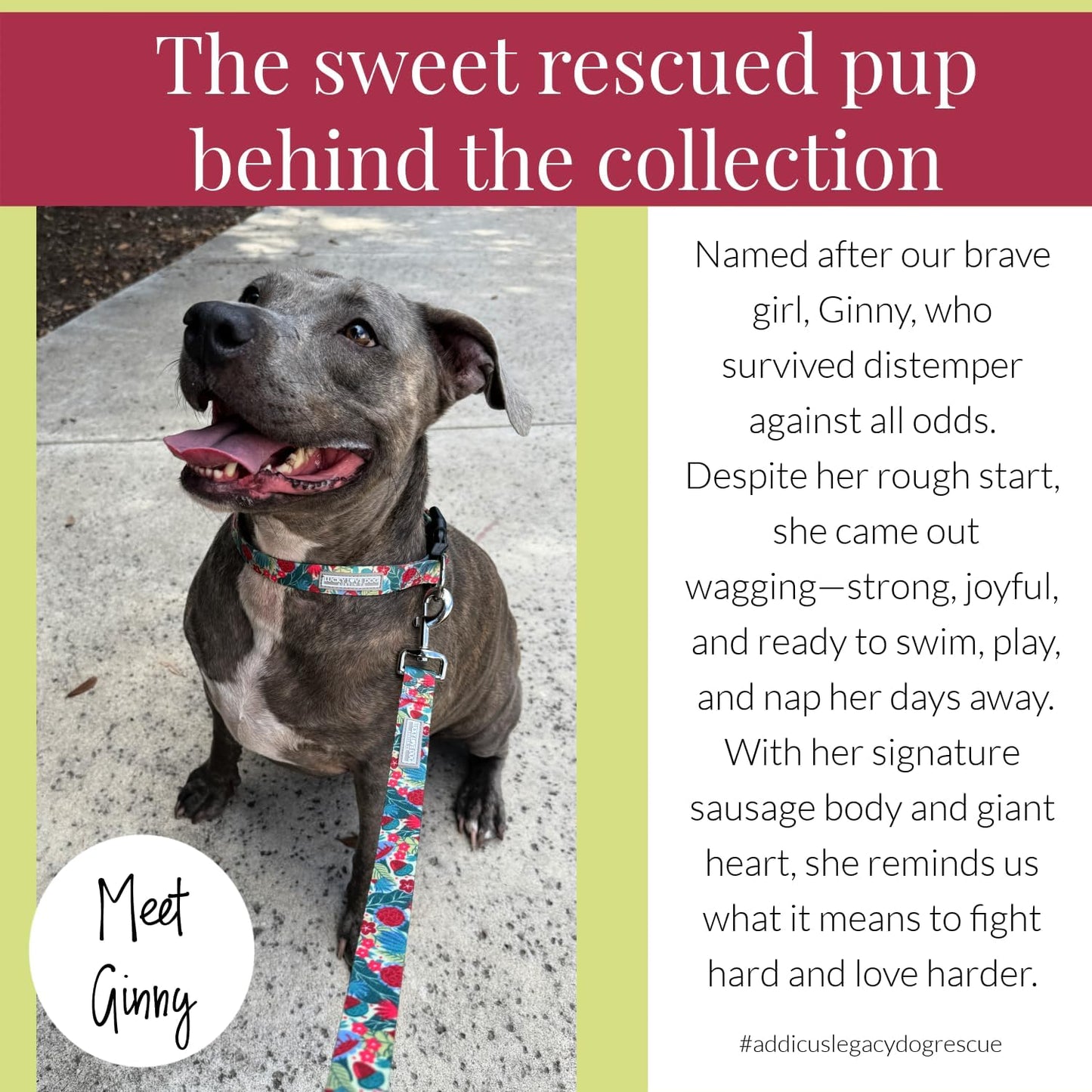 Lucky Love Dog - Adjustable Dog Collar with Easy Click Buckle for Small to Large Ones, Durable, & Comfortable for Male & Female Dogs, Pet Collar for Puppies & Adult Dogs - Ginny, Small