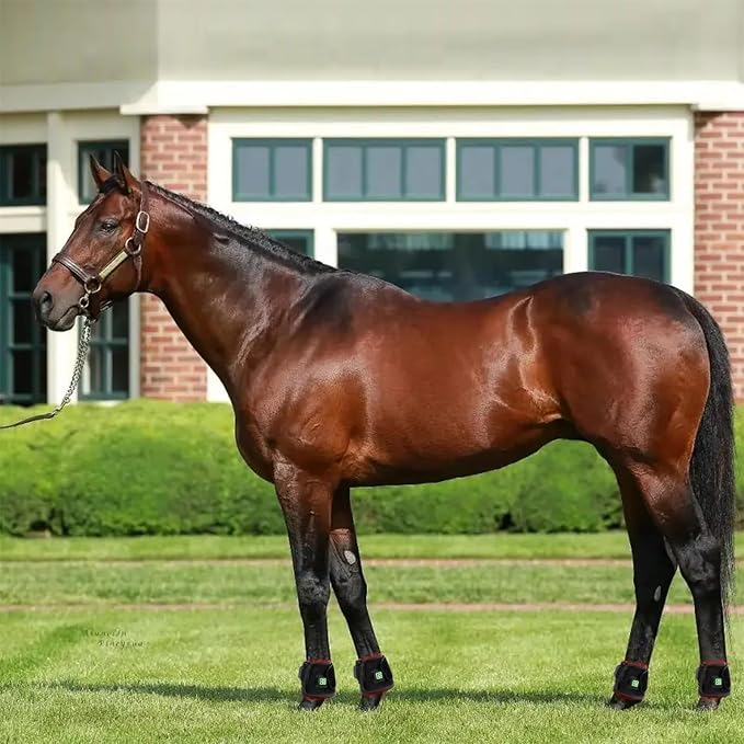 Red Light Therapy for Horses Hoof, Portable Wearable Pets Red Light Phototherapy Wraps, for Equine Hoof & Hock Pain Relief