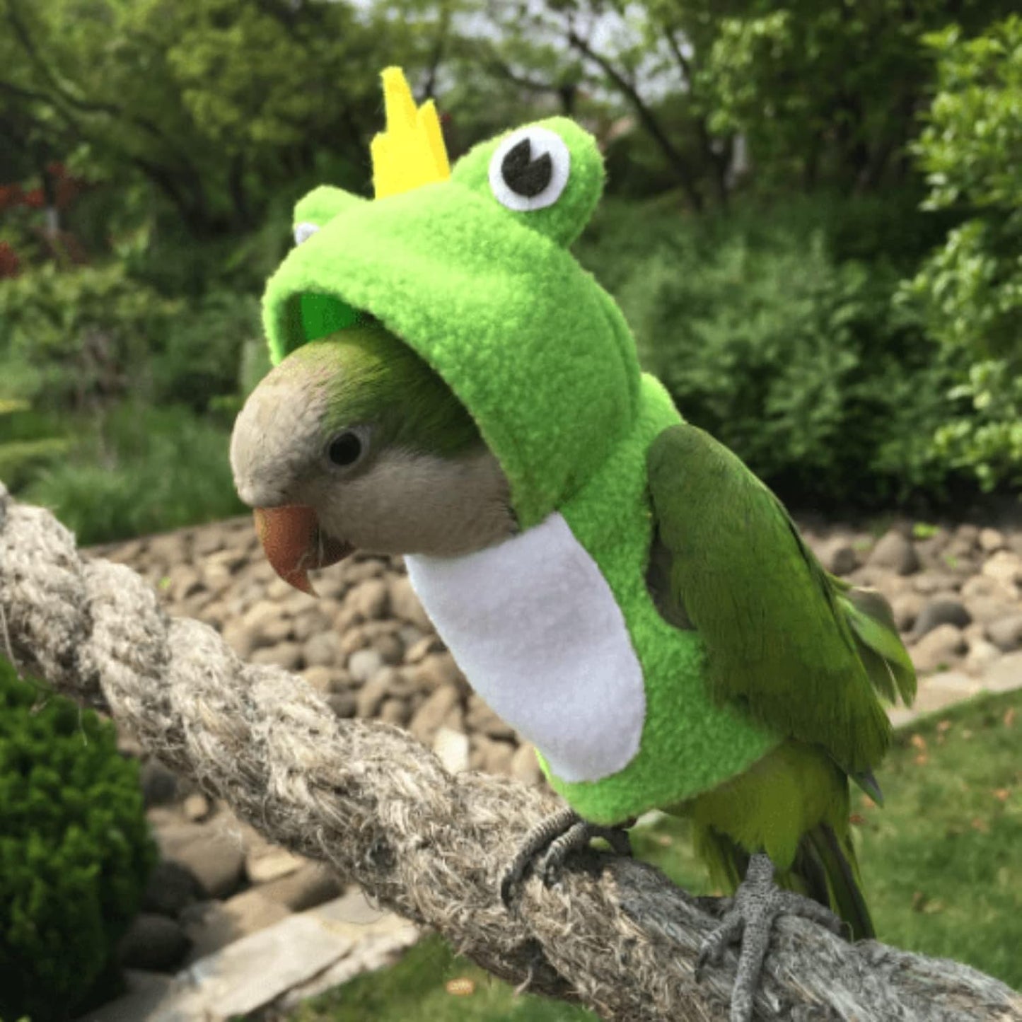 Bird Costume Diaper Flight Suit Frog Shape Hoodie Clothes Cosplay Photo Prop for Parrots Parakeet Cockatiel Sun Conure, Small Animals Apparel (Green Without Diaper, Large), (BPF1)