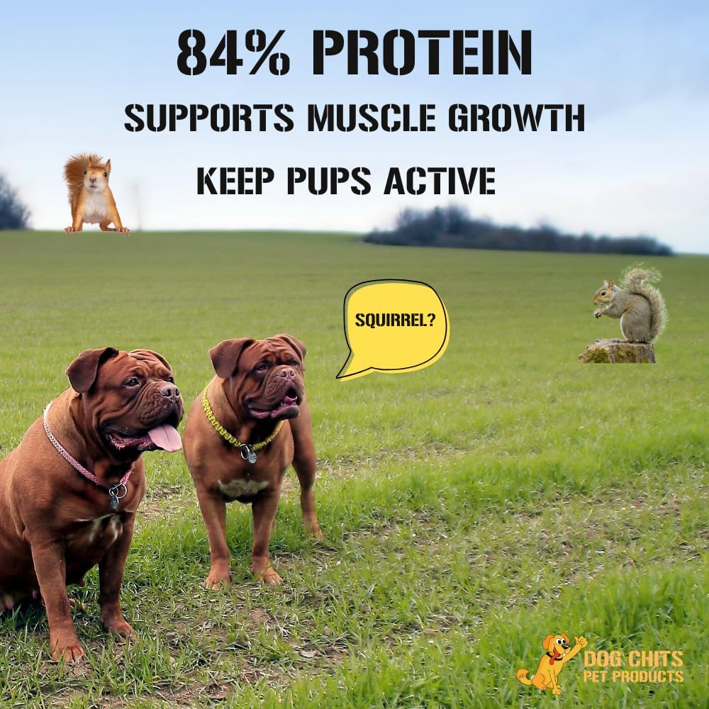 Dog Chits Curly Bully Sticks for Dogs and Puppies | 12-inch | All Natural, Treats | Long Lasting Chew | Promotes Dental Health | Keeps Pups Busy | Grass Fed Beef | 3 Pack