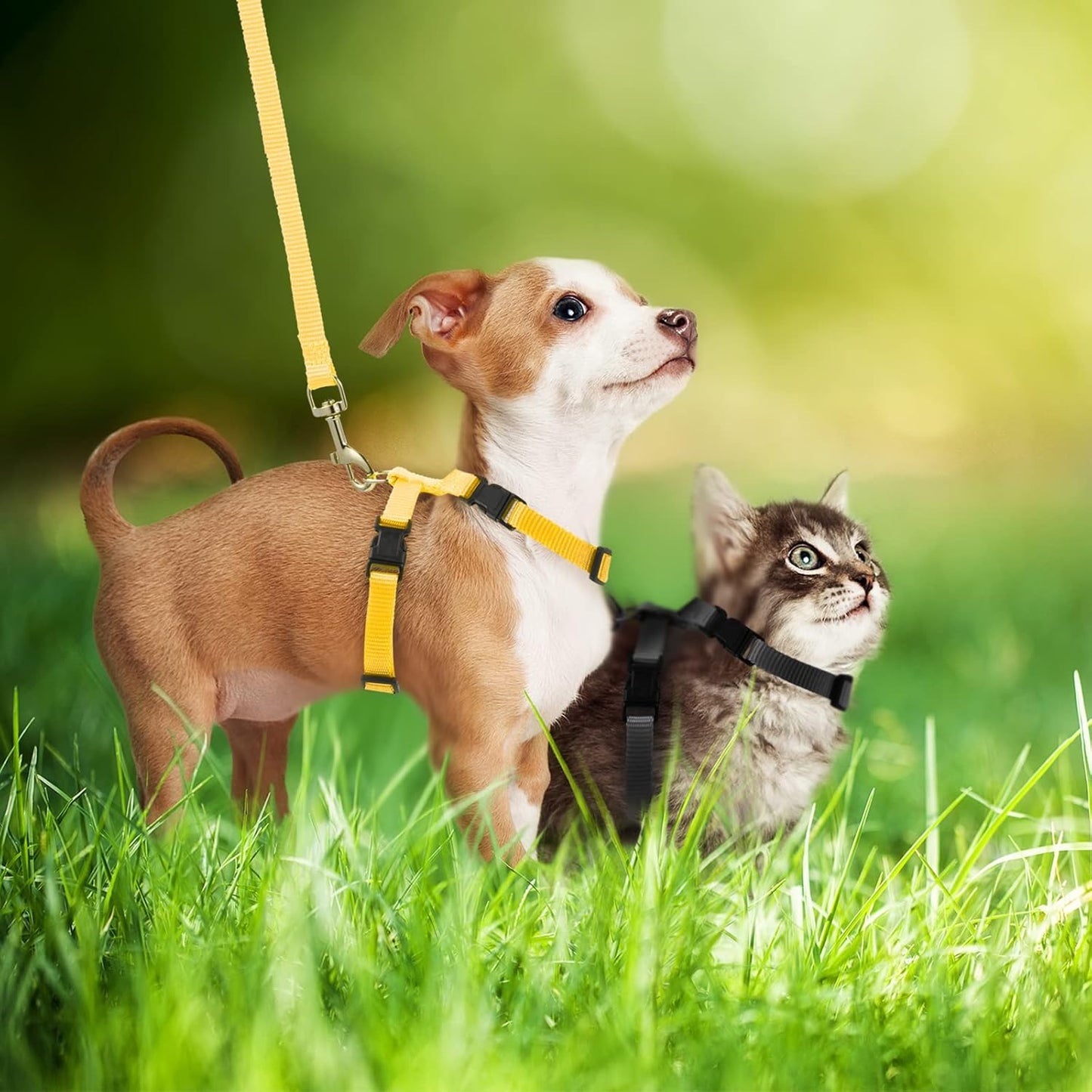 Outus 5 Pieces Adjustable Rabbit Harness and Leash Set Escape Proof Bunny Harness Vest for Pet Running Walk Jogging Bunny Cat Puppy Kitten Ferret and Other Small Pet(Lovely Color)