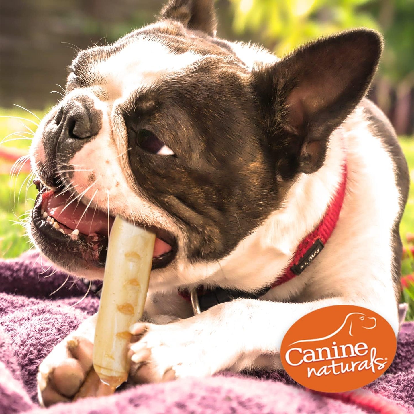 Canine Naturals Chicken Recipe Chew - Rawhide Free Dog Treats - Made from USA Raised Chicken - All-Natural and Easily Digestible - 5 Pack of 7 Inch Large Rolls for Dogs 50-75lb