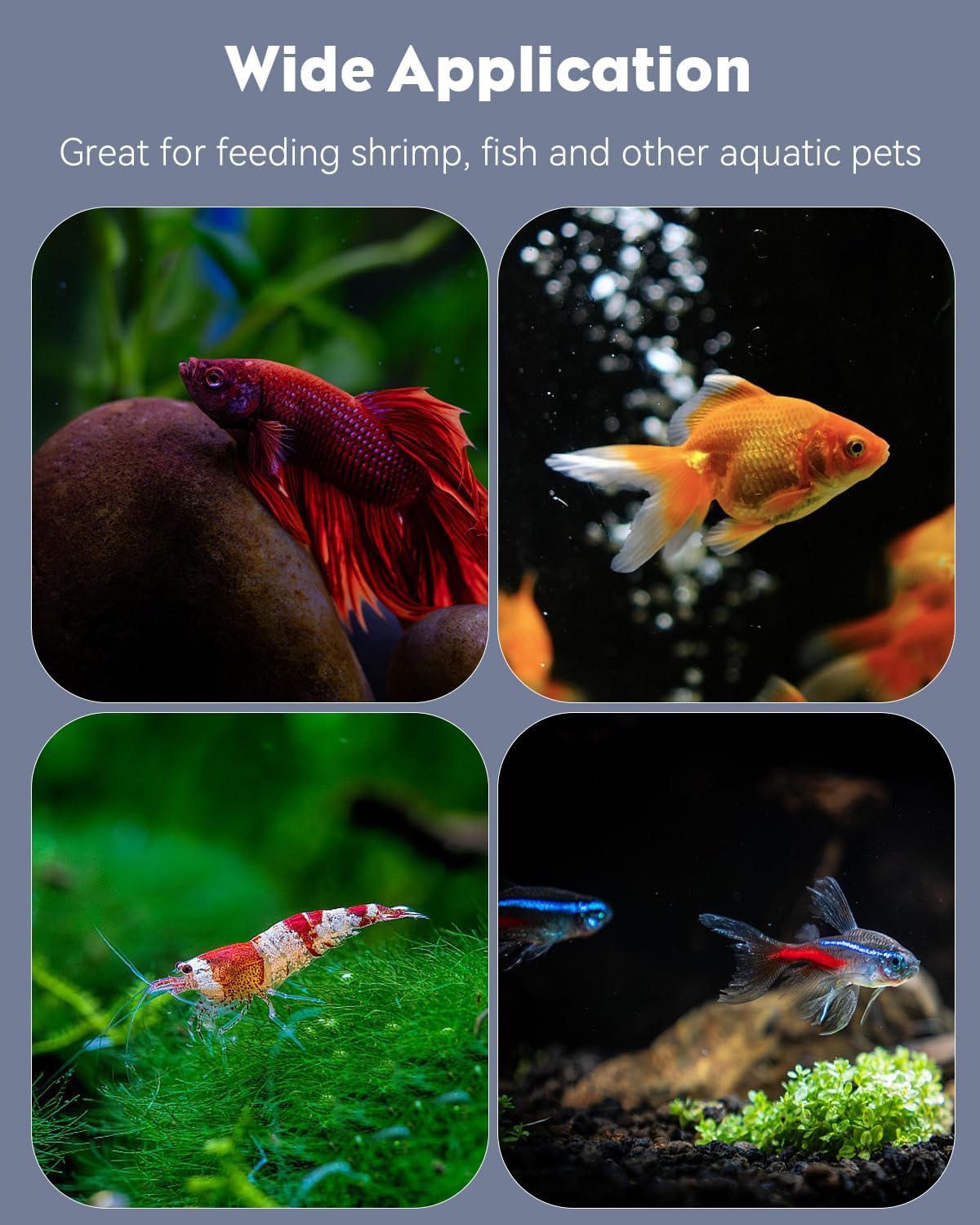 Pawfly Shrimp Feeding Dish with Suction Cup, Clear Acrylic Aquarium Shrimp Feeder, Fish Feeding Tray for Freshwater and Saltwater Tanks, Flower-Shaped