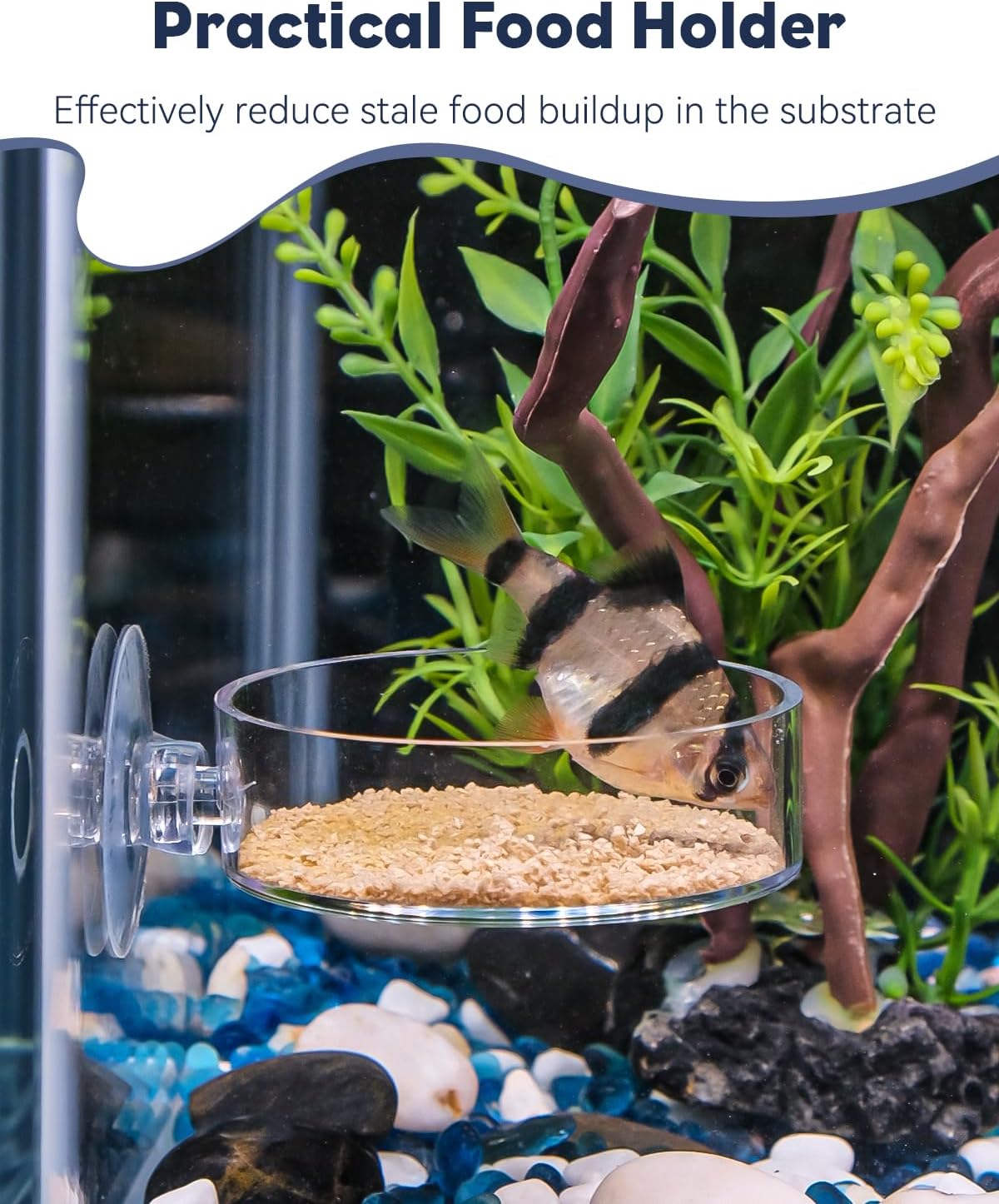 Pawfly Shrimp Feeding Dish with Suction Cup, Clear Acrylic Aquarium Shrimp Feeder Dish, Fish Feeding Tray for Freshwater and Saltwater Tanks