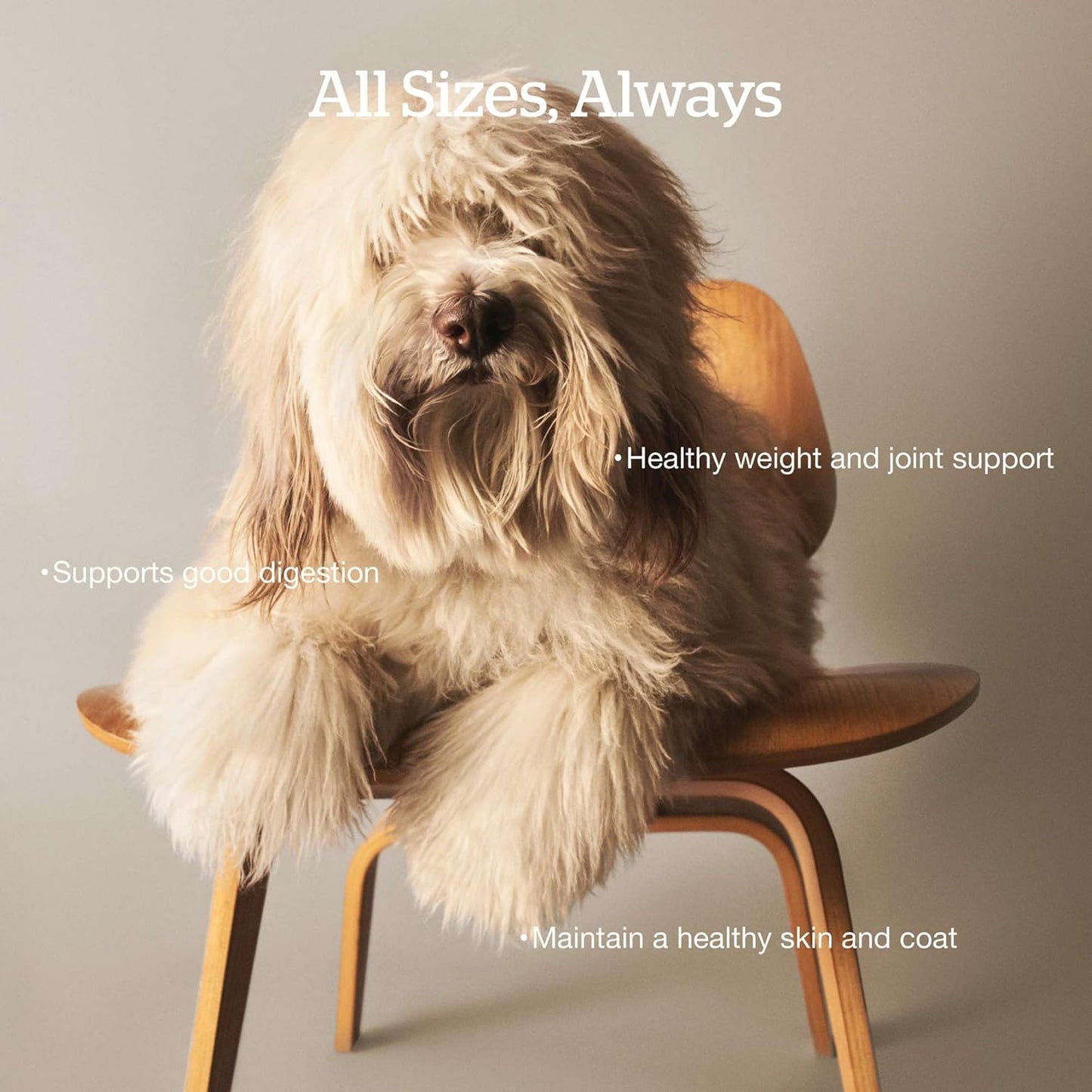 Now Fresh Grain-Free Dry Dog Food with Turkey, Salmon & Duck, Healthy Kibble for Adults Made with Real Meat & Fish, Chicken-Free, Enhanced with Pumpkin & Probiotics for Good Digestion, 12 lb Bag