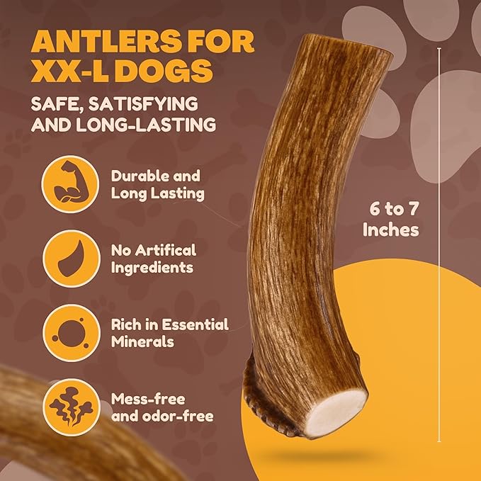 WhiteTail Naturals - Deer Antlers for X-Large Dogs (2 Pack- Jumbo XXL) All Natural Antler Dog Chew - Naturally Shed, Long Lasting Chew Bone for Big Agressive Chewers