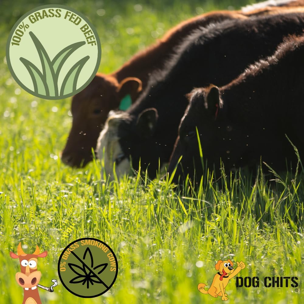 Dog Chits Curly Bully Sticks for Dogs and Puppies | 12-inch | All Natural, Treats | Long Lasting Chew | Promotes Dental Health | Keeps Pups Busy | Grass Fed Beef | 3 Pack