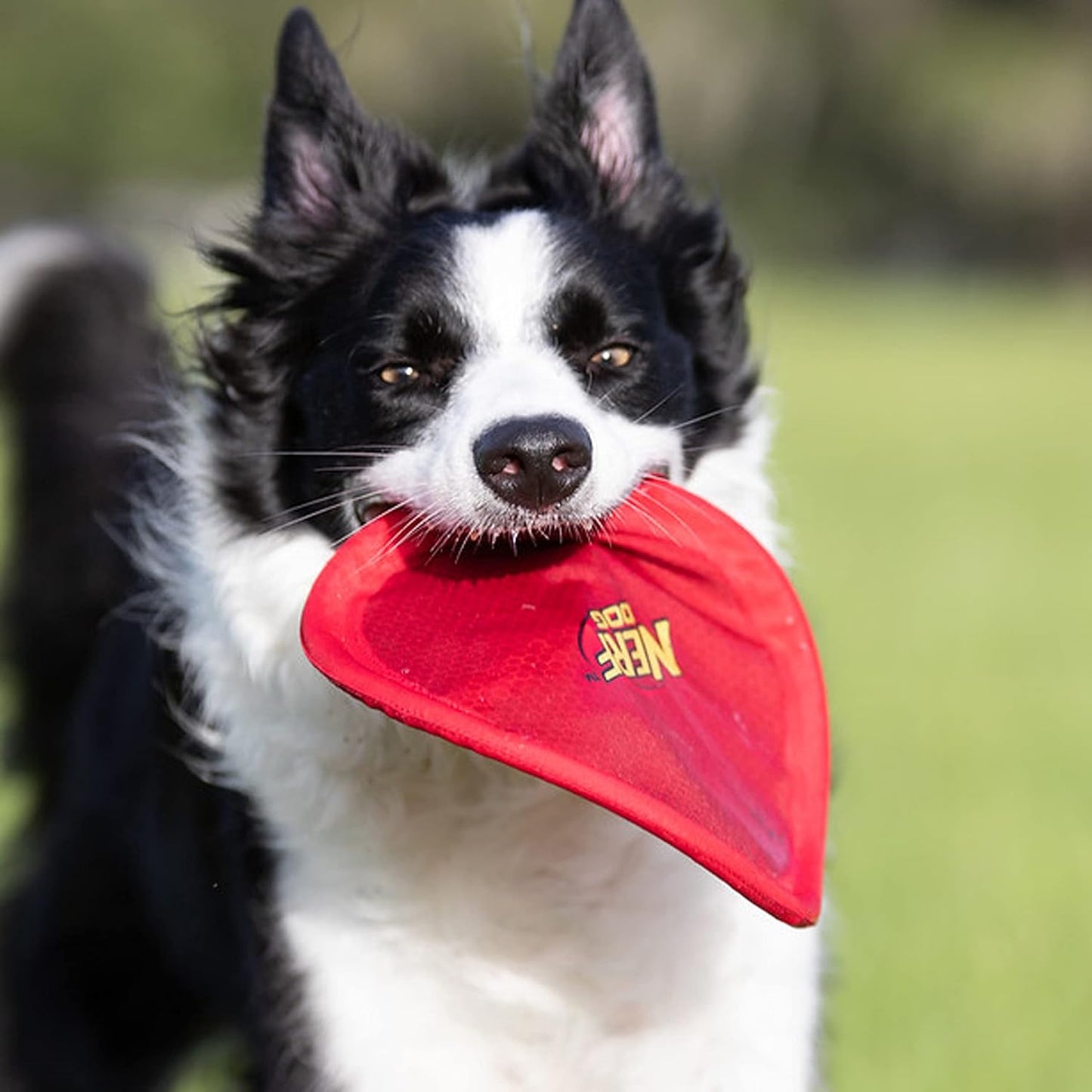 Nerf Dog Nylon Flyer Dog Toy, Flying Disc, Lightweight, Durable and Water Resistant, Great for Beach and Pool, 9 inch diameter, for Medium/Large Breeds, Single Unit, Red