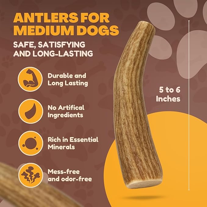 WhiteTail Naturals - Deer Antlers for Dogs - (Medium Whole- 2 Pack) - All Natural Antler Dog Chew - Naturally Shed, Long Lasting Chew Bone, Crafted in Texas