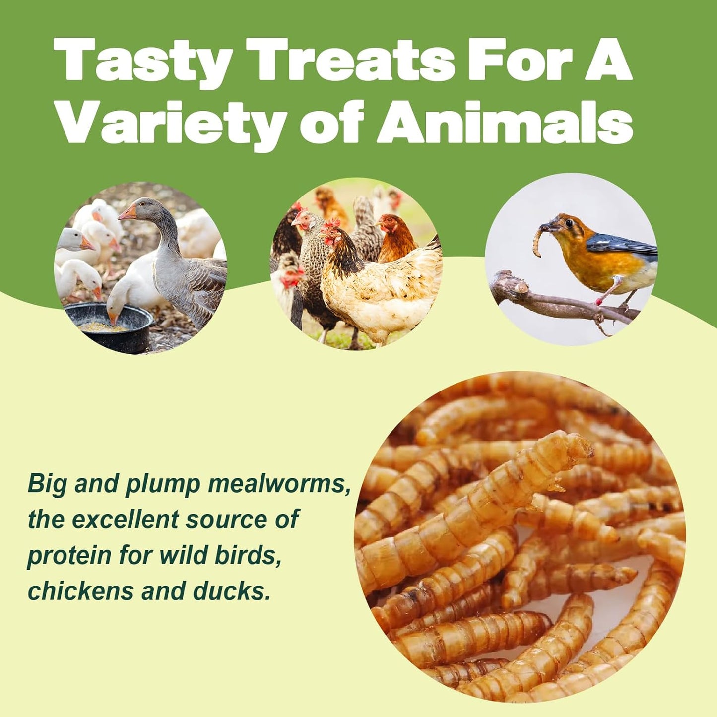 Dried Mealworms 2 LBS-100% Natural Non GMO High Protein Treat for Chicken & Wild Birds, Plus Small Pets
