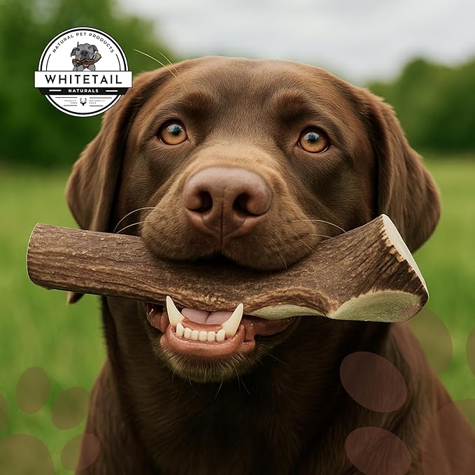 WhiteTail Naturals - Deer Antlers for Large Dogs - (1 Pack - Extra Large) - All Natural Dog Antler- Naturally Shed, Long Lasting Chew Bone, Crafted in USA for Aggressive Chewers