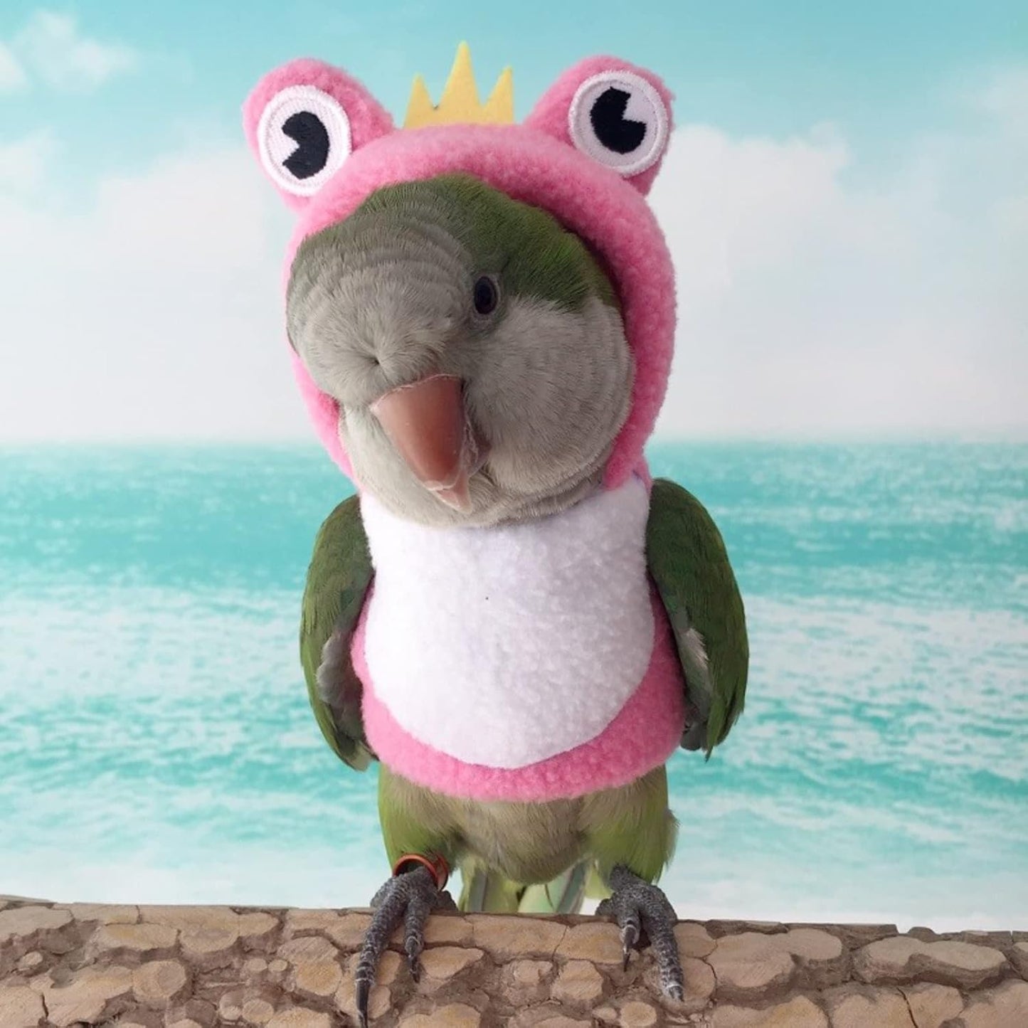 Bird Costume Diaper Flight Suit Frog Shape Hoodie Clothes Cosplay Photo Prop for Parrots Parakeet Cockatiel Sun Conure, Small Animals Apparel (Pink Without Diaper, Large), Green