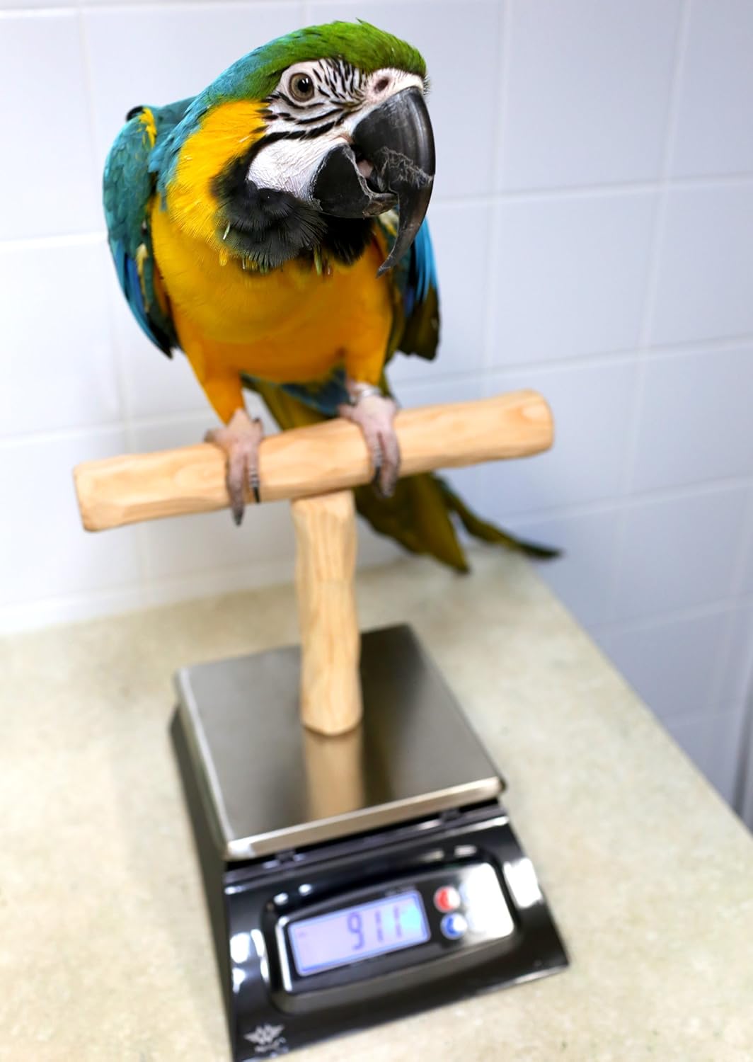 NU Perch Parrot Training Scale
