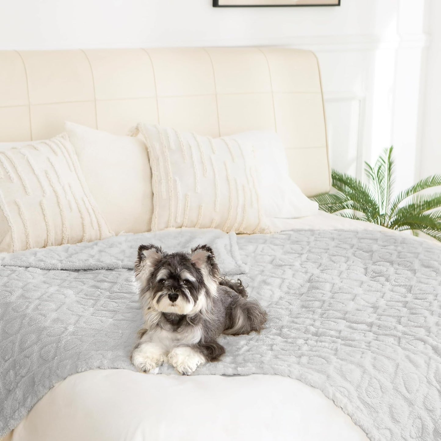 gogobunny Calming Plush Dog Cat Blanket 300GSM Coral Fleece, Ultra-Soft Machine Washable Pet Bedding for Small Medium Dogs Cats Puppies Kittens (Silver, 50x60)