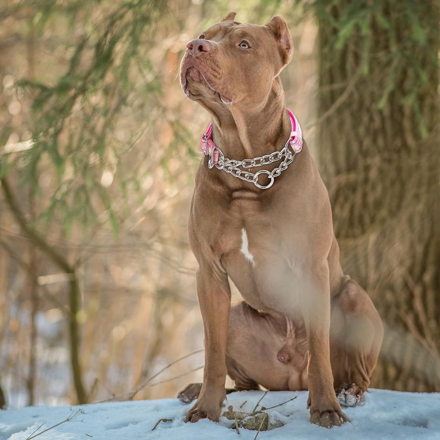 Martingale Collar for Dogs with Pink Daisy,Reflective Nylon Adjustable No Pull Dog Training Chain Collar Training, Walking, Hunting for All Breeds(Pink Daisy L)