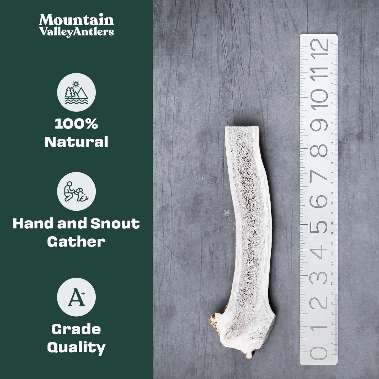 Mountain Valley Elk Antlers for Dogs - 100% Natural & Organic Chew for Aggressive Chewers, No Odor, No Mess, Long Lasting - Wild-Foraged Naturally Shed Antlers in USA - Grade A, Split Large (1 Pack)