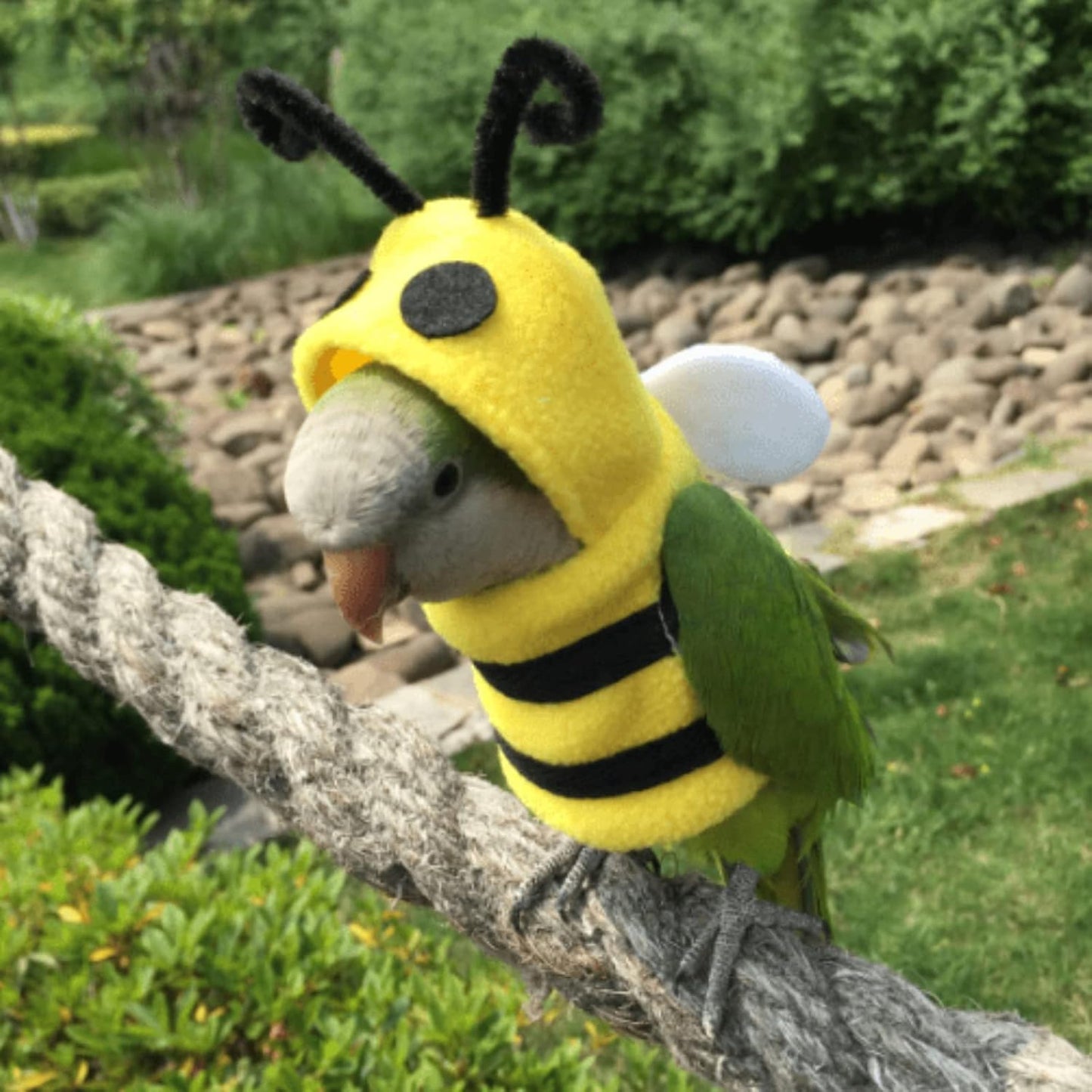 Bird Costume Diaper Flight Suit Bee Shape Clothes Cosplay Photo Prop for Parrots Lovebird Budgie Parakeet Cockatiel Sun Conure, Small Animals Apparel (Bee Without Diaper, Medium), Green (BPF1)