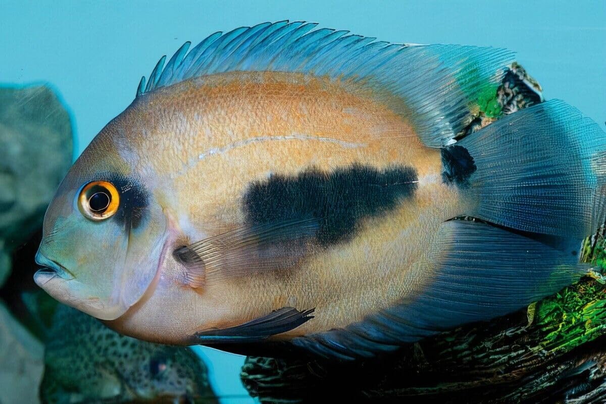 Aquatic Foods Inc. Brine Shrimp Flakes for Freshwater Cichlids, Angels, Tetras, Guppies, Marine Tangs, Butterflies, Angelfish, Anthias, Clown Fish. WL…2-lbs Poly Bag