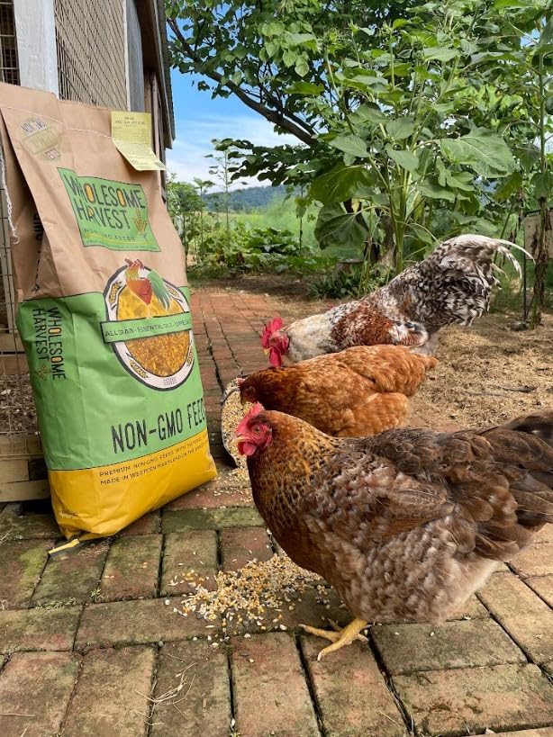 Non-GMO Whole Grain Layer Blend 16% - Chicken Feed for Laying Hens and Ducks - Includes Essential Oils, Herbs, Oyster Shells, Vital Minerals, and Omega 3, 40lb