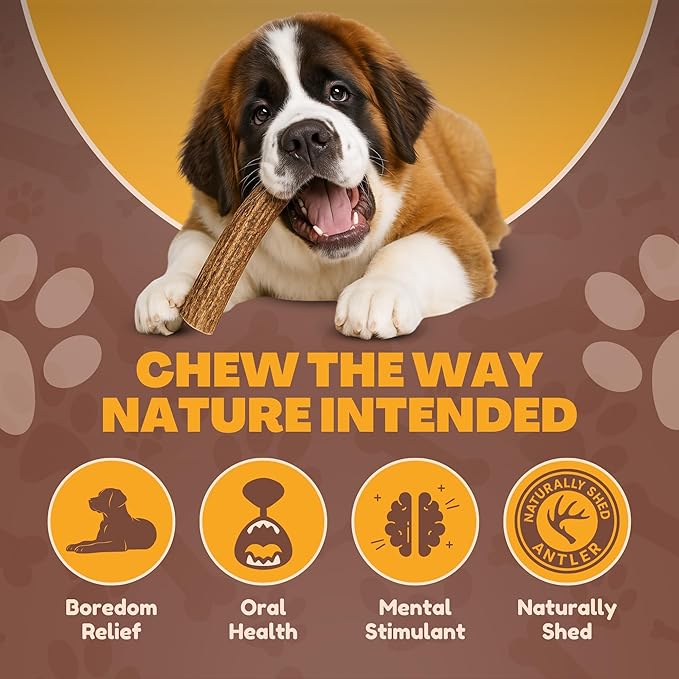 WhiteTail Naturals | Deer Antlers for Extra Large Dogs - (Jumbo-XXL) - Naturally Shed, Long Lasting Chew Bone for Aggressive Chewers