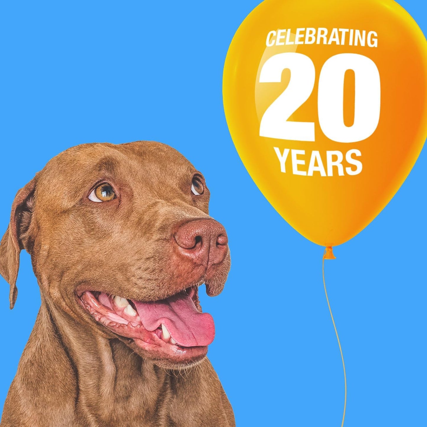 ValueBull USA Rawhide Chips, Chicken Infused, 400 Count Wholesale Pack - Natural & Safe, USA Beef Hide, Long Lasting, Chemical Free, No Artificial Flavors