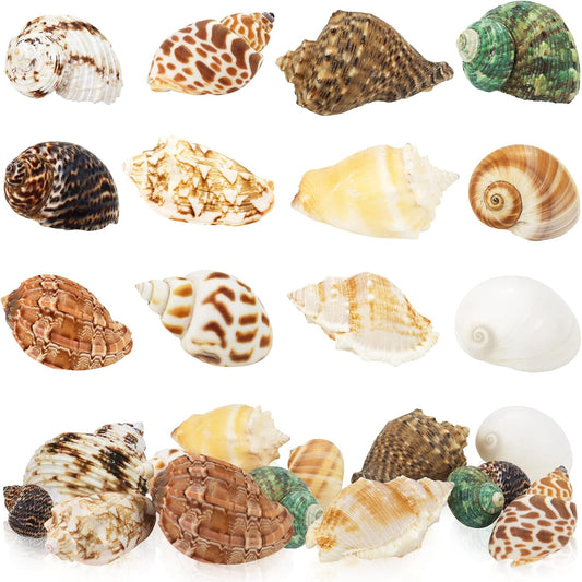Hermit Crab Shell - Openning Size 0.6"-2" Medium to Large Growth Turbo Seashells Natural Sea Shells for Hermit Crab Supplies, Aquarium Décor, Nautical Decoration (12 Pcs)