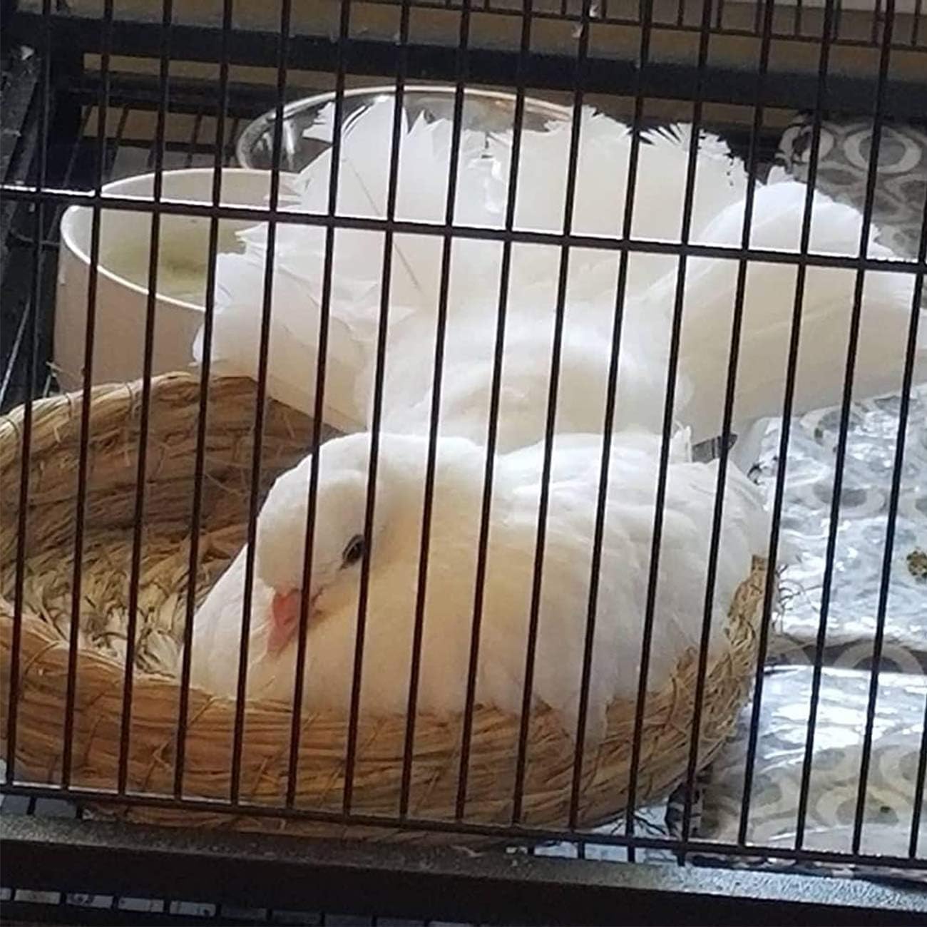 Orgrimmar 2PCS Handmade Woven Flat Base Straw Bird Nest Breeding Nest Hatch House Cage for Dove, Pigeon, Parrot, Rabbits, Hamster, Gerbil Guinea Pig, Chinchillas