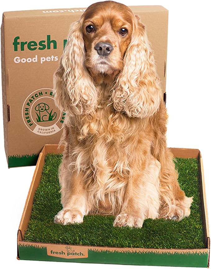Fresh Patch Real Grass Patch for Dogs, Cats, and Large Pets 15-30 Pounds – Disposable Pet Grass Pee Pads – Indoor and Outdoor Potty Training Mat (24 Inches x 24 Inches)