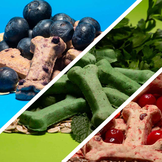 Activa Gourmet Dog Biscuits (Medium, Variety)