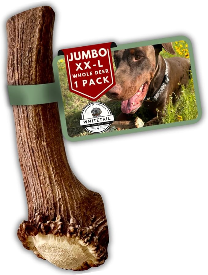 WhiteTail Naturals | Deer Antlers for Extra Large Dogs - (Jumbo-XXL) - Naturally Shed, Long Lasting Chew Bone for Aggressive Chewers