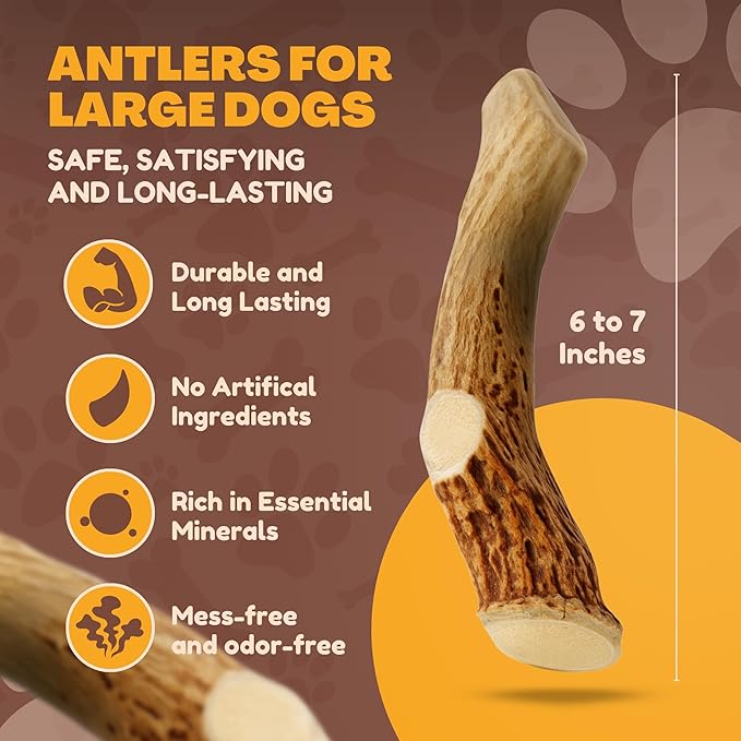 WhiteTail Naturals - Deer Antlers for Large Dogs - Long Lasting Antler Dog Chews - Crafted in USA, Naturally Shed Antler Dog Bones for Aggressive Chewers (Large (Pack of 1))