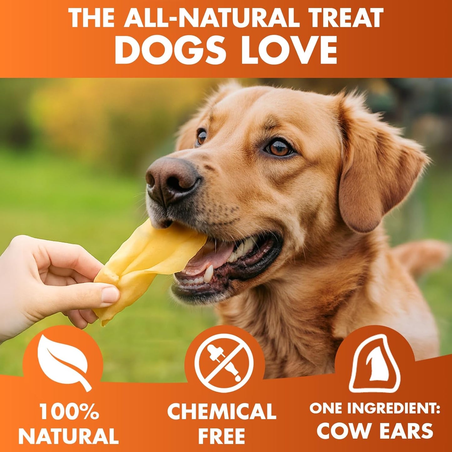 Cow Ears for Dogs – Halves 30 ct, Thick Cut, Grass-Fed Angus Beef, All-Natural No-Rawhide Dog Treat Alternative