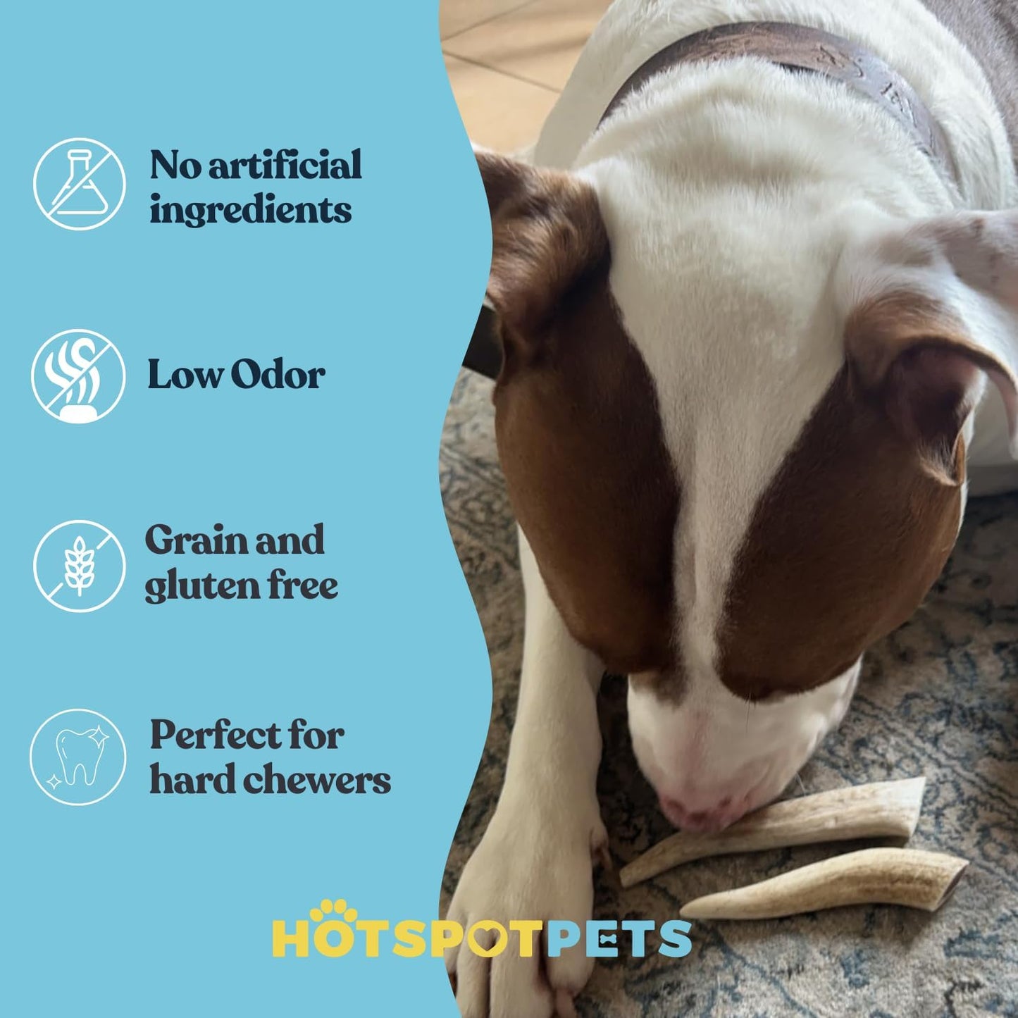hotspot pets Small Premium Deer Antler for Dogs (3 Pack) - 4-7 Inch Long Lasting Antler Dog Chews Naturally Shed Deer Antlers Bone for Small & Medium Breed Aggressive Chewers - Sourced in USA