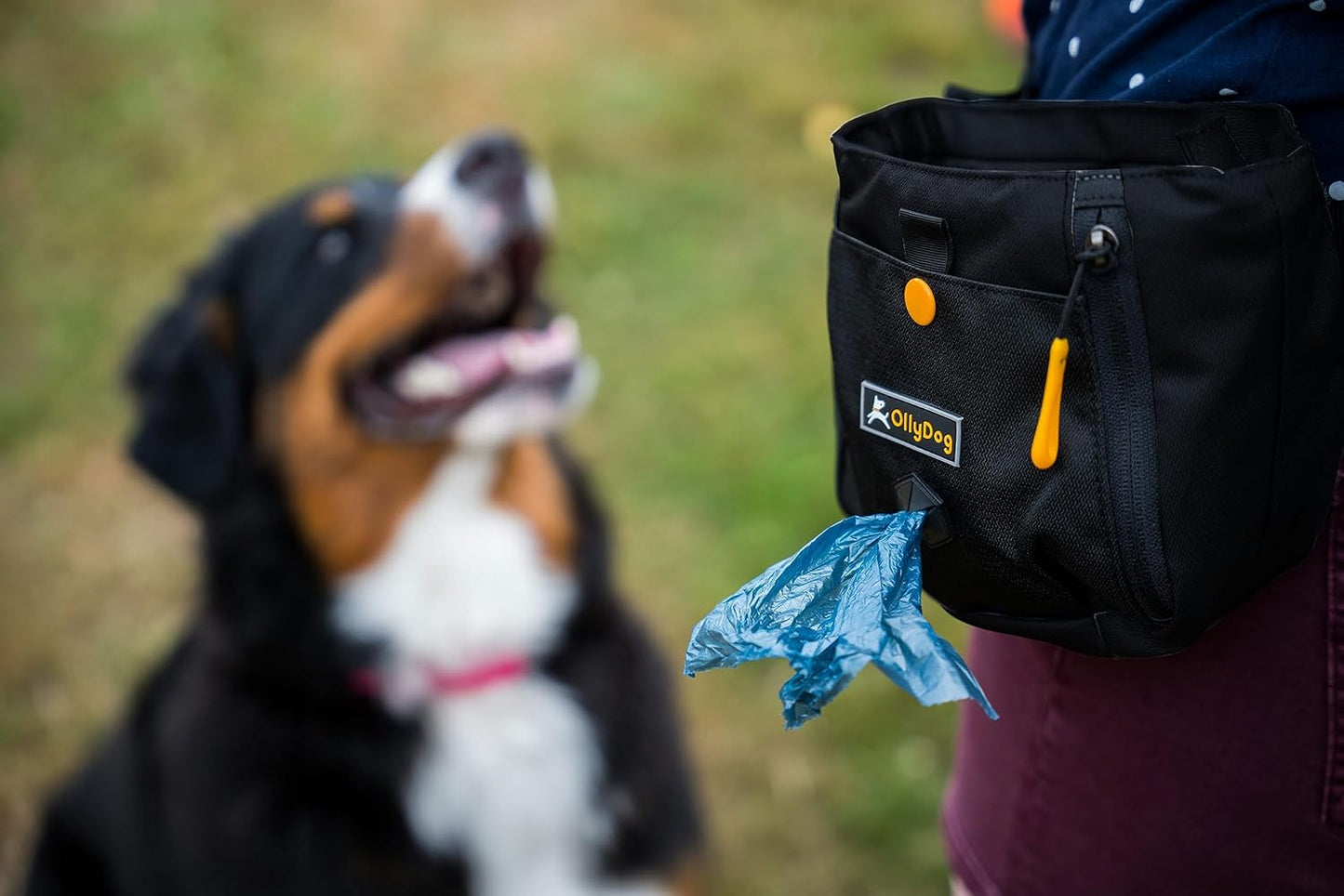 OllyDog Backcountry Day Bag | Hands-Free Dog Training Treat Pouch | Fanny/Hip Pack with Zipper Closure & Built-in Poop Bag Dispenser | Removable Waist Clip (Raven)