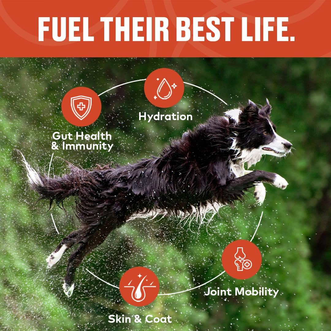 Beef & Chicken Bone Broth Concentrate for Dogs - Collagen Protein Supplement for Digestion, Mobility, Coat, Immune System, Joints - Healthy Dog Food Topper - Human Grade (2pk, 40 Servings)