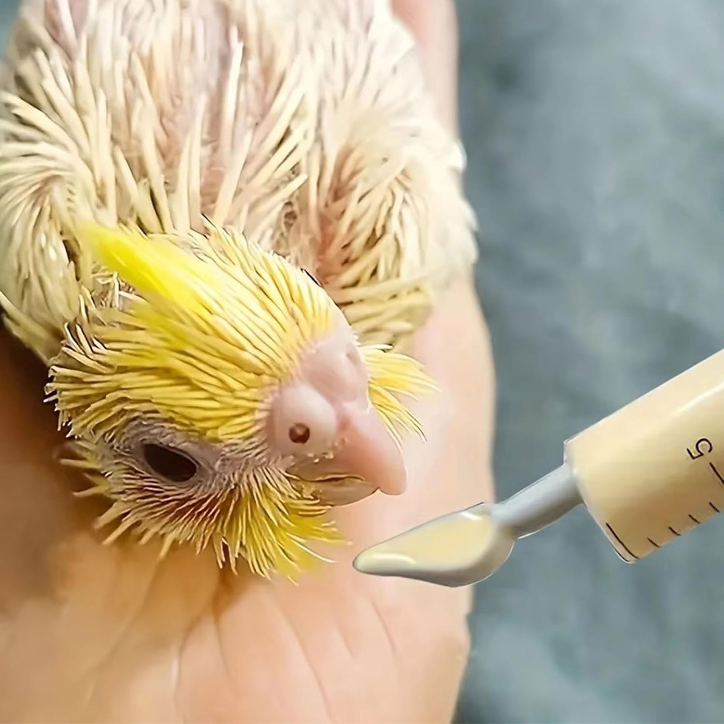 Baby Bird Feeding Syringe Set, Pet Parrot Milk Feeding Syringe with Tubes, Parrot Feeding Tubes Measuring Tools for Feeding Pets Scientific Industrial Labs… (10ml+20ml+60ml)