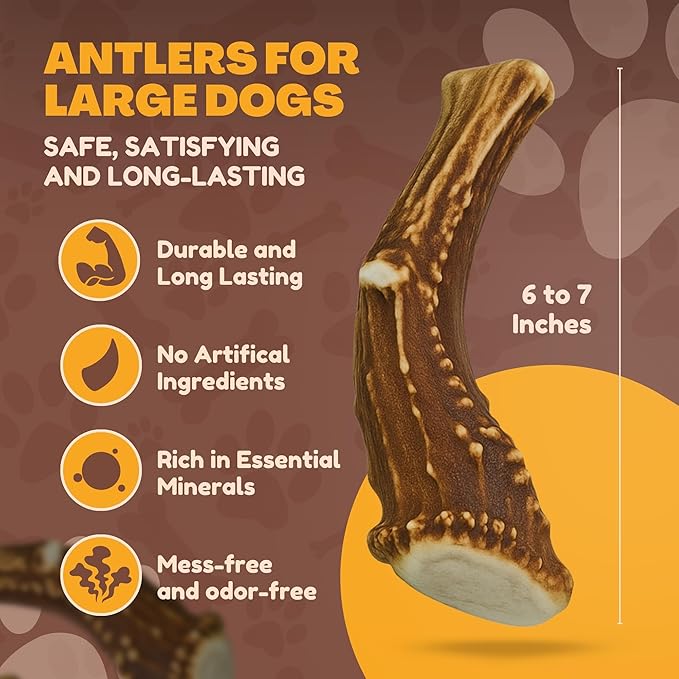 WhiteTail Naturals - Deer Antlers for Large Dogs - Long Lasting Antler Dog Chews - Crafted in USA, Naturally Shed Antler Dog Bones for Aggressive Chewers (Large (Pack of 2))