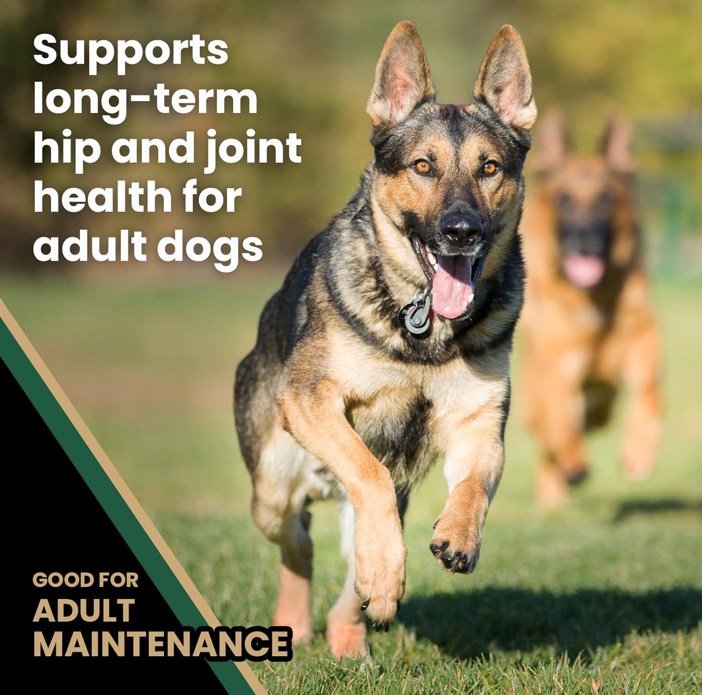 VICTOR Super Premium Dog Food – Purpose Hero Canine Kibble – Premium Gluten Free Dog Food for Active Adult Dogs – High Protein with Glucosamine and Chondroitin for Hip and Joint Health, 50lbs