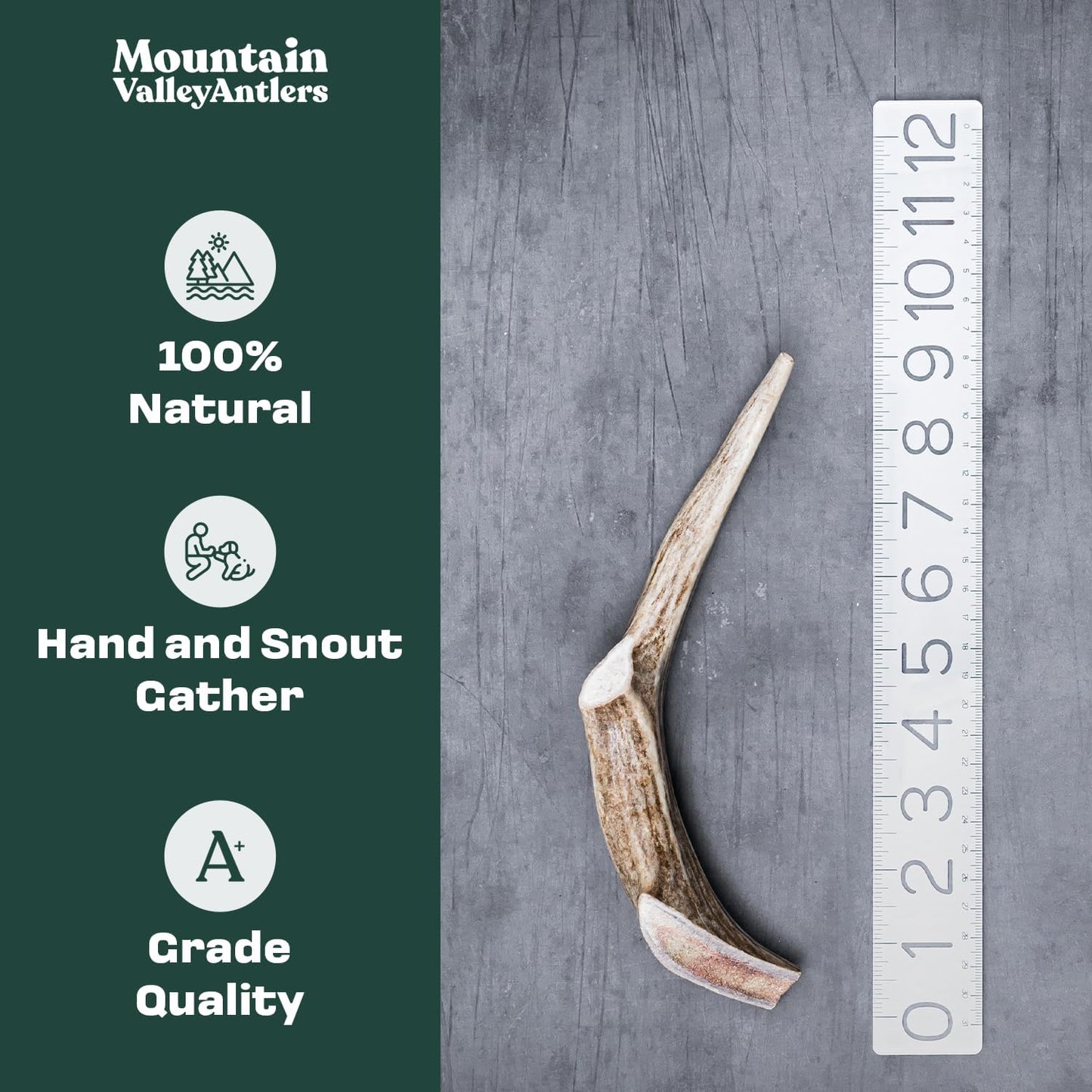 Mountain Valley Deer Antlers for Dogs - 100% Natural & Organic Chew for Aggressive Chewers, No Odor, No Mess, Long Lasting - Wild-Foraged Naturally Shed Antlers in USA - Grade A, Whole Medium (1 Pack)